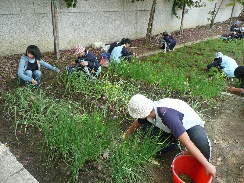 特教技藝班課程-農業.JPG 特教技藝班課程-農業.JPG